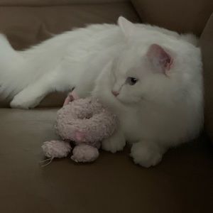 Meet your Posher, Shelly